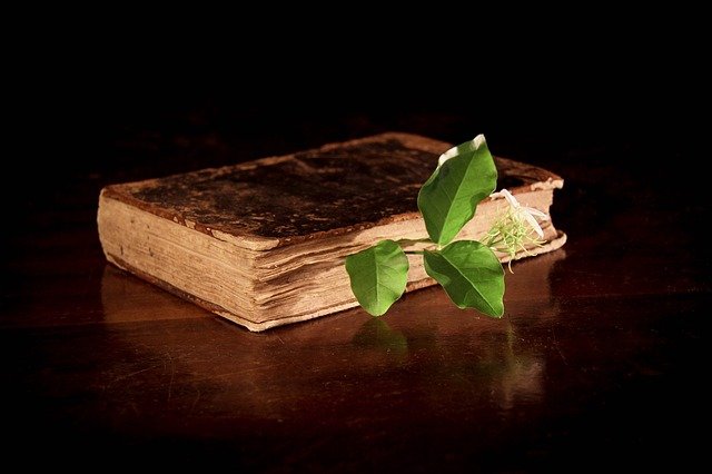 book with a plant growing out of it